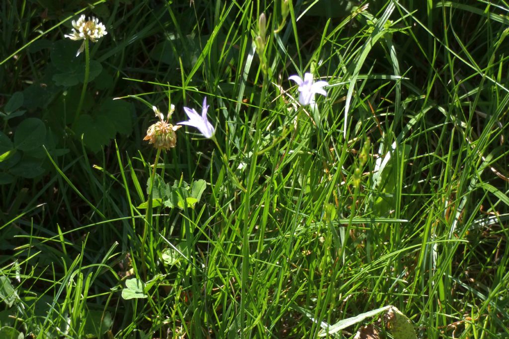 Fiorellino azzurro: Campanula cfr. rapunculus