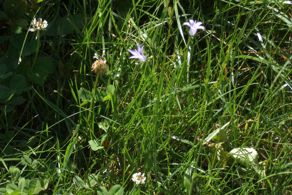 Fiorellino azzurro: Campanula cfr. rapunculus