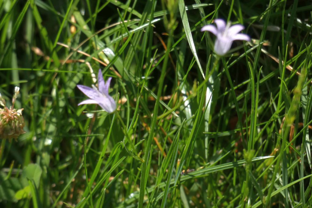 Fiorellino azzurro: Campanula cfr. rapunculus