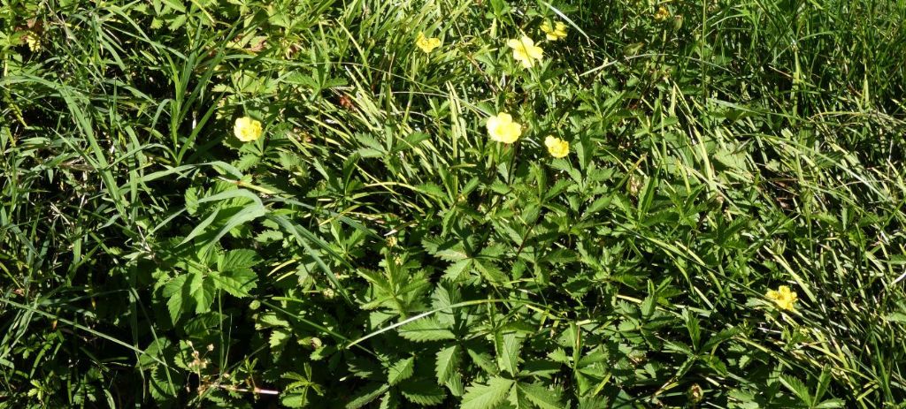 Potentilla cfr. reptans