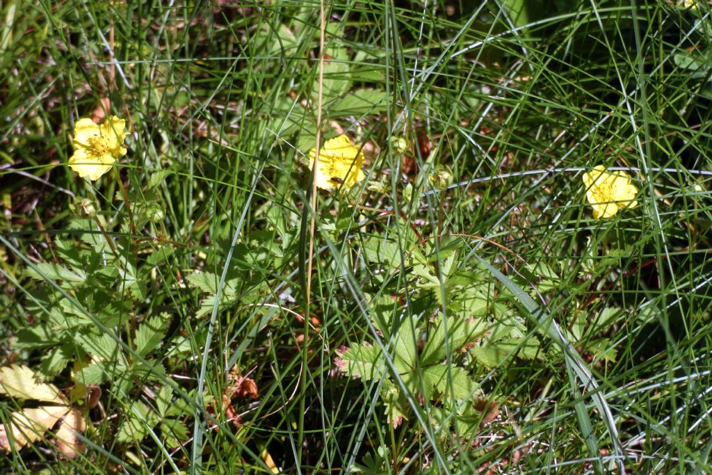 Potentilla cfr. reptans