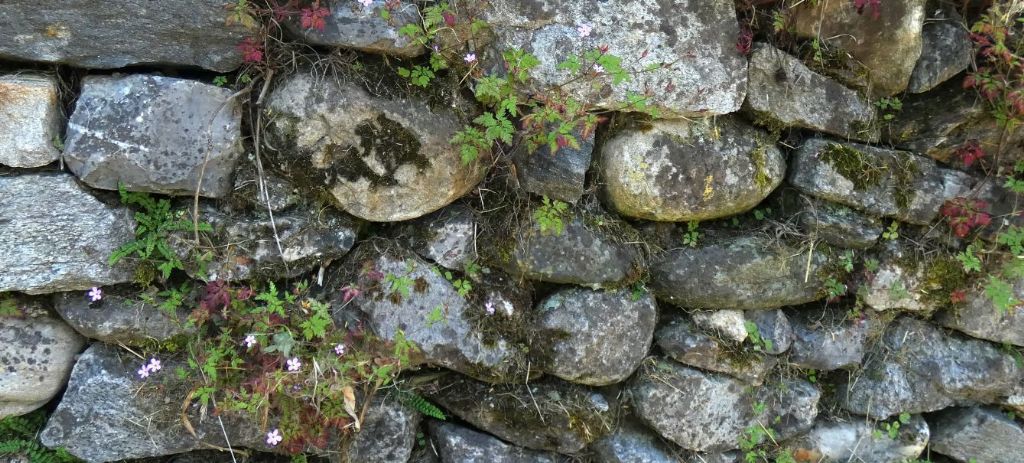 Geranium robertianum?  S