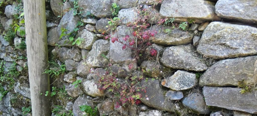 Geranium robertianum?  S