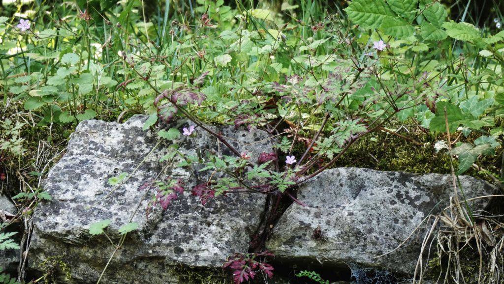 Geranium robertianum?  S