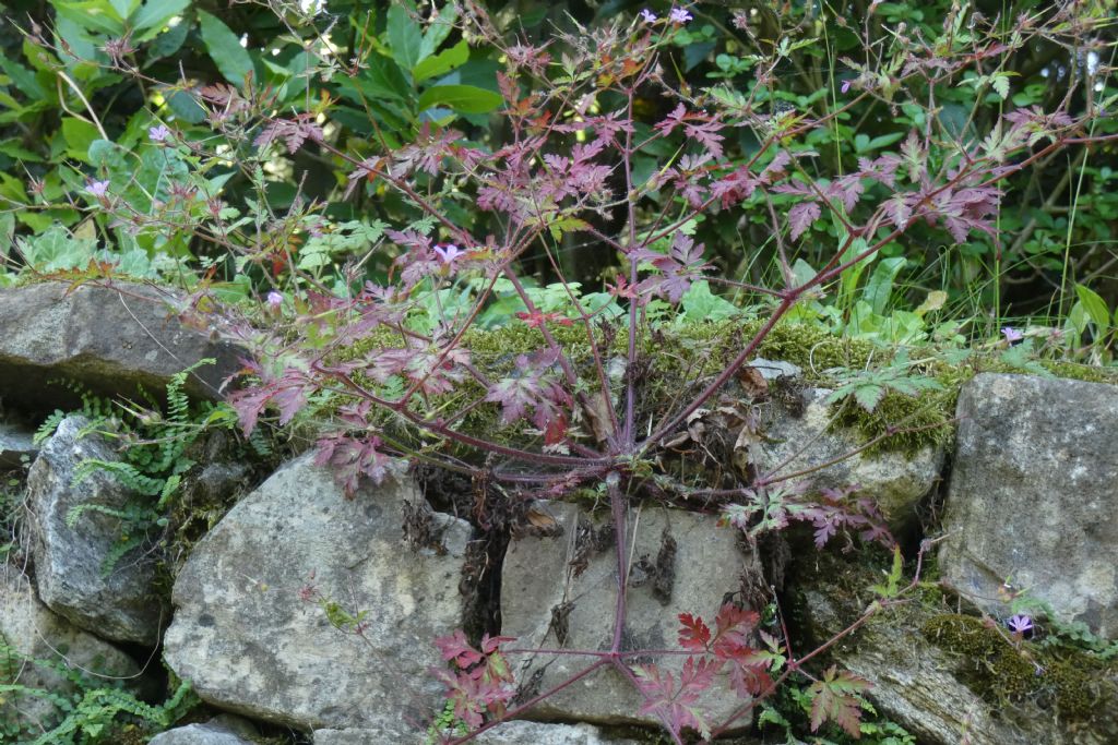 Geranium robertianum?  S