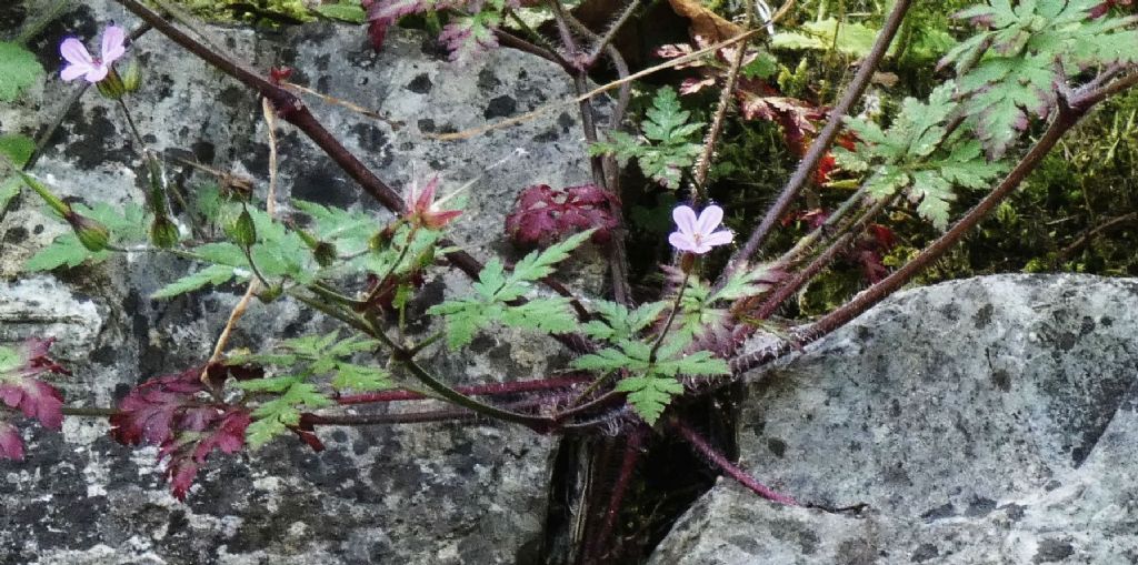 Geranium robertianum?  S