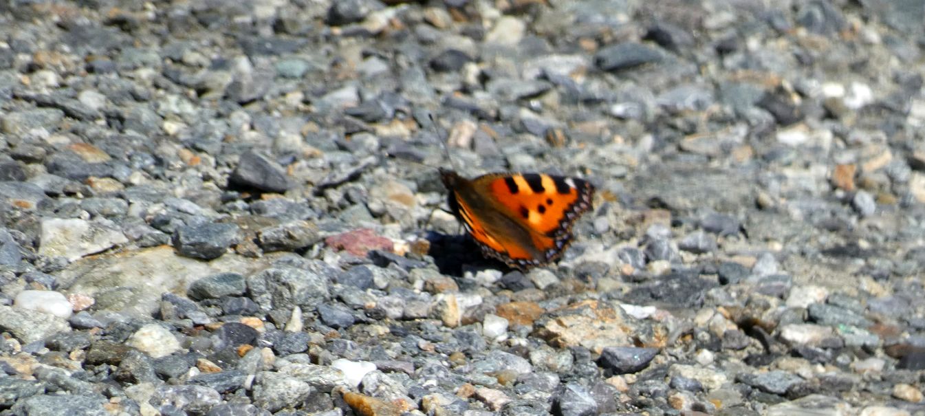 Aglais urticae? S