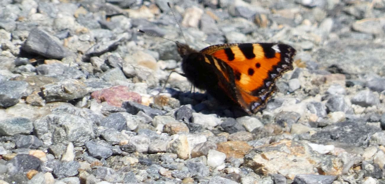 Aglais urticae? S