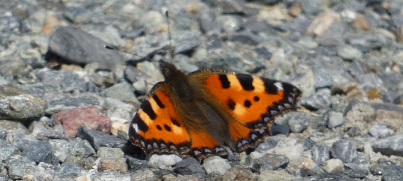 Aglais urticae? S