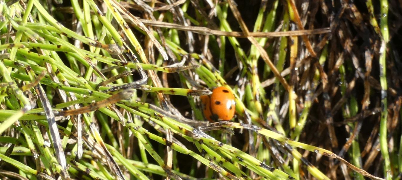 Coccinellidae: Coccinella septempunctata