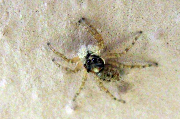 Salticidae: Menemerus semilimbatus, femmina