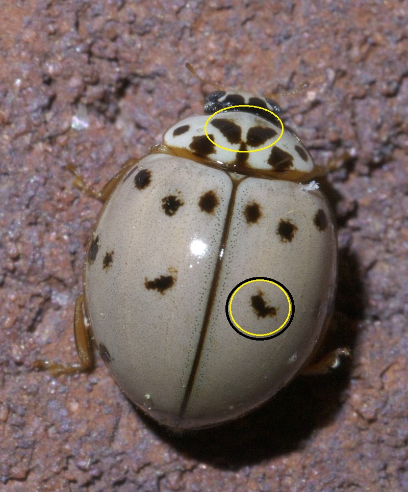 Simil coccinella? Olla v-nigrum? No, Harmonia quadripunctata