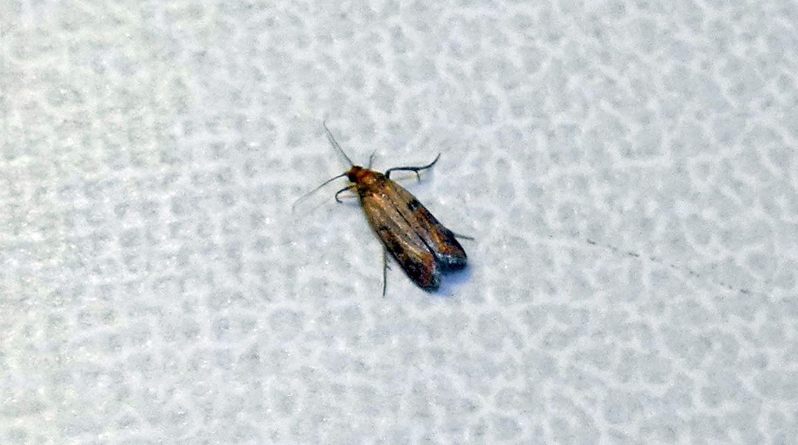 Plodia interpunctella - Pyralidae