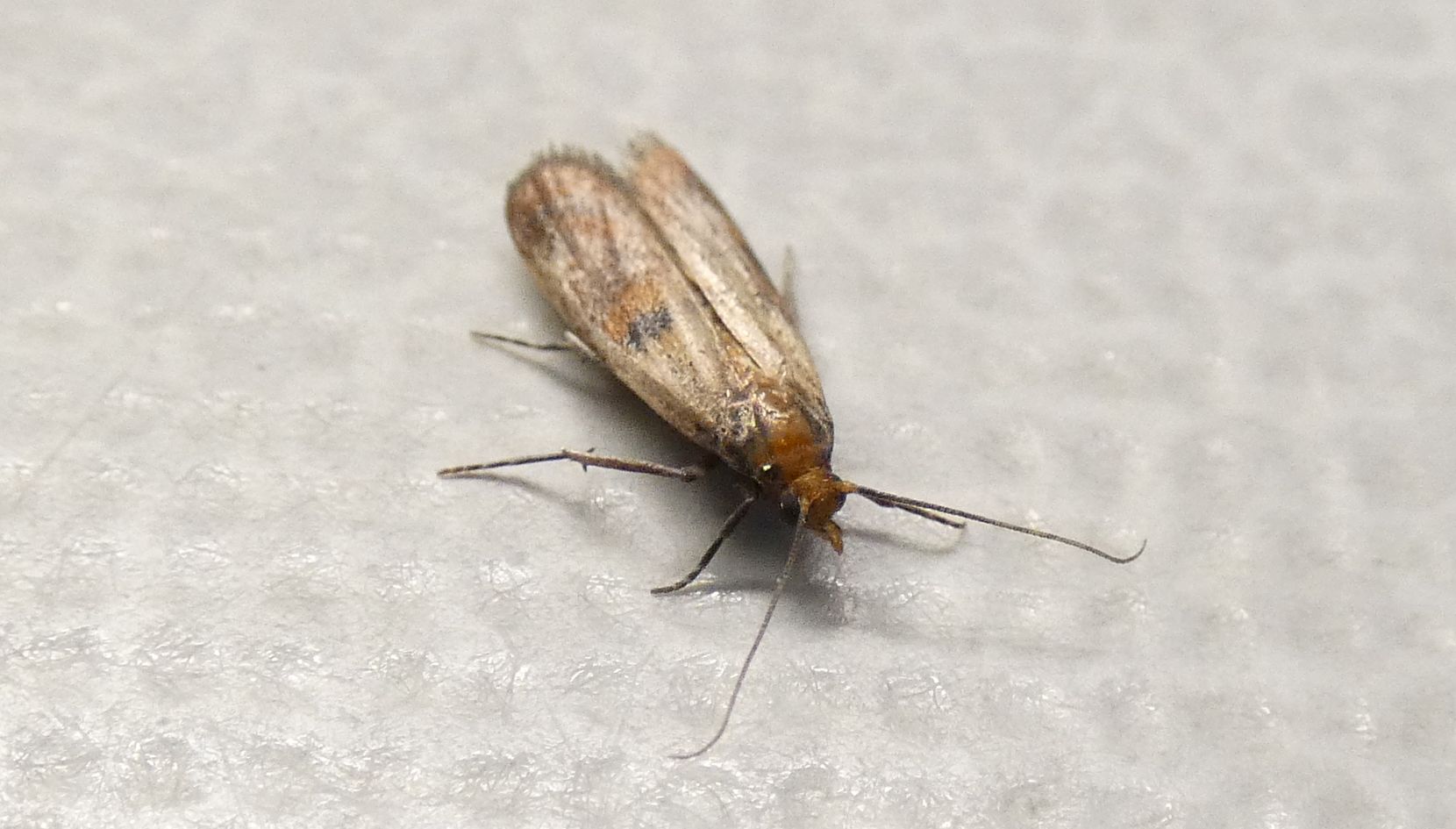 Plodia interpunctella - Pyralidae