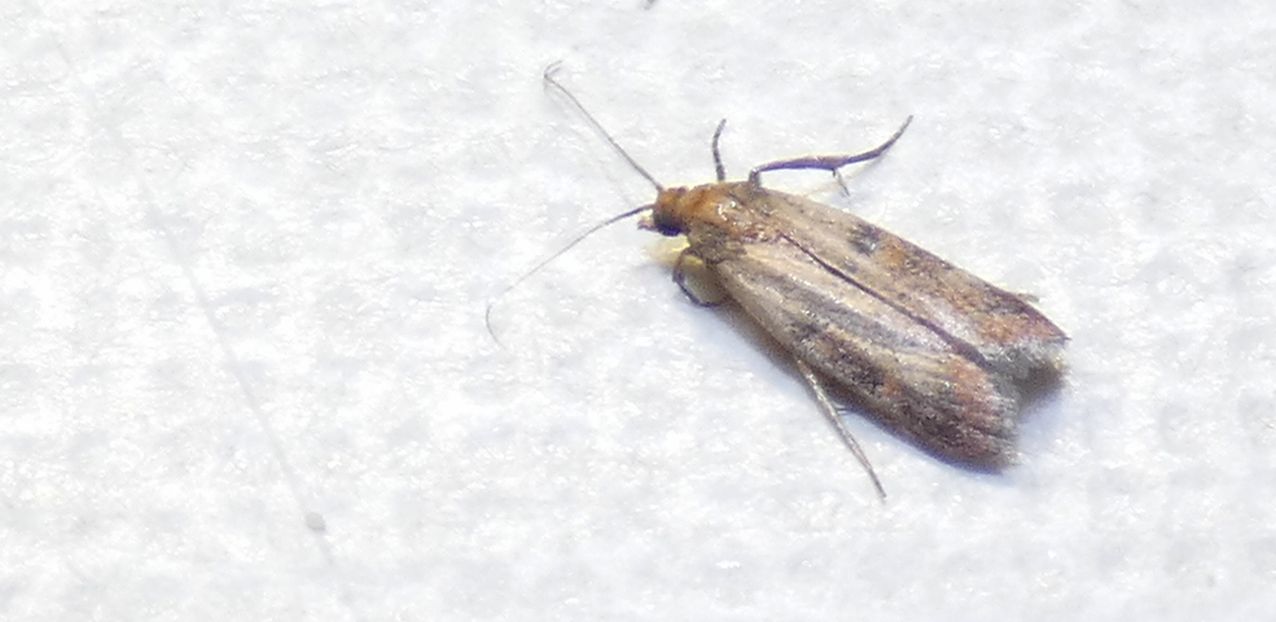 Plodia interpunctella - Pyralidae