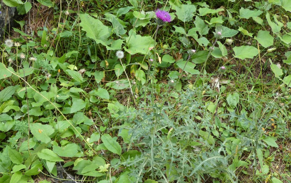 Cirsium o Carduus?  Carduus defloratus subsp. carlinifolius