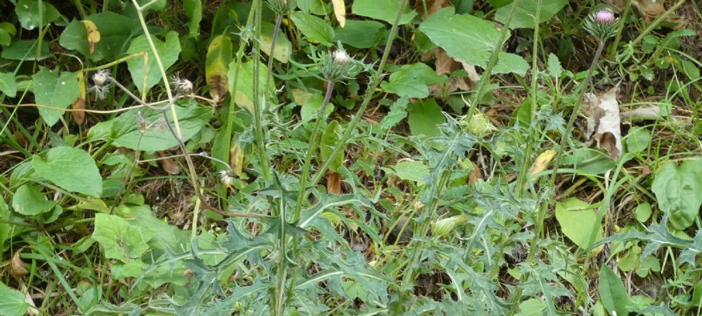 Cirsium o Carduus?  Carduus defloratus subsp. carlinifolius