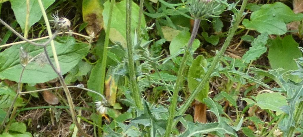 Cirsium o Carduus?  Carduus defloratus subsp. carlinifolius