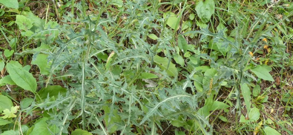 Cirsium o Carduus?  Carduus defloratus subsp. carlinifolius