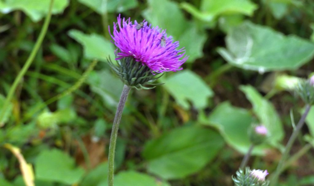 Cirsium o Carduus?  Carduus defloratus subsp. carlinifolius