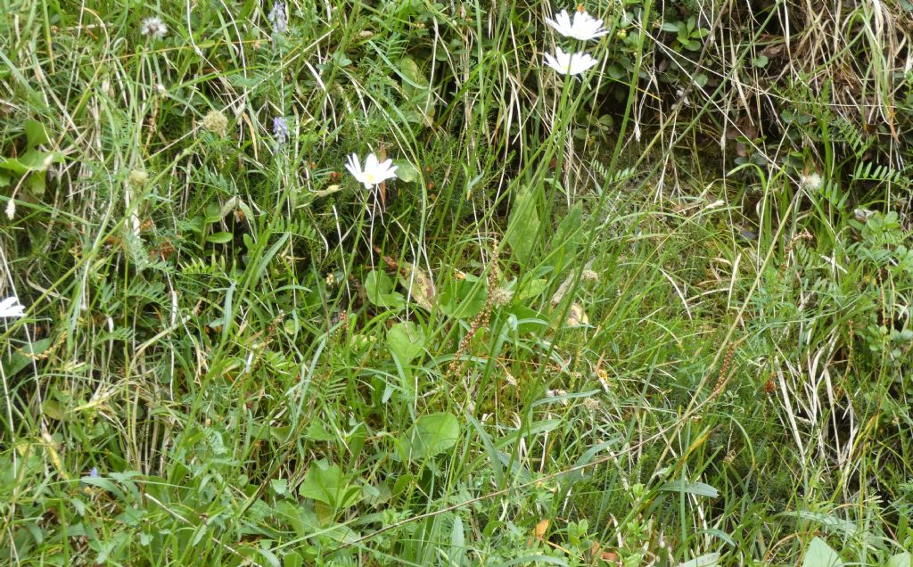 Leucanthemum adustum (Asteraceae)