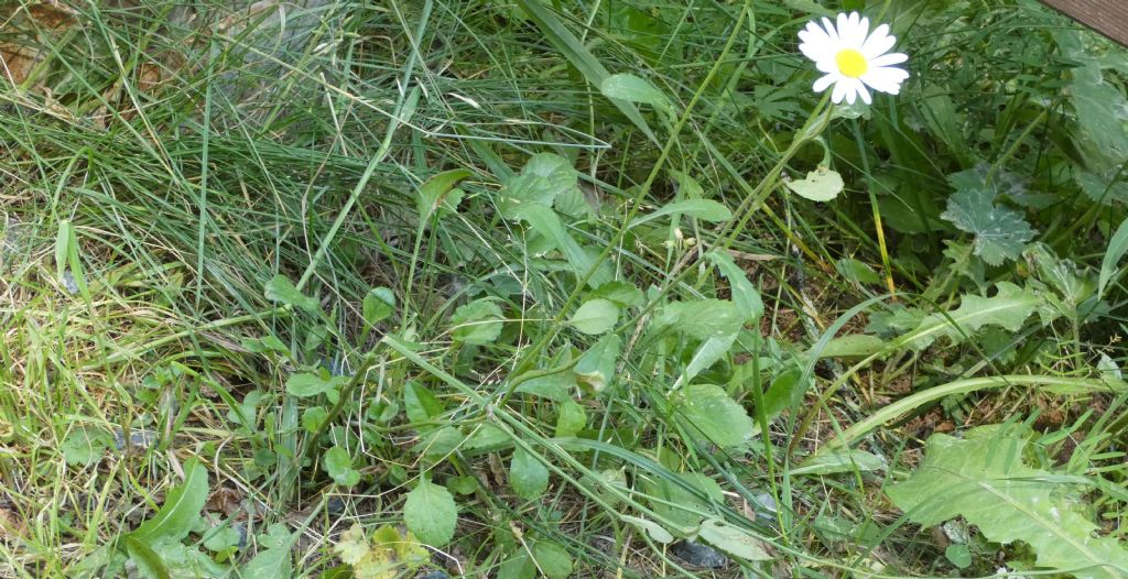 Leucanthemum adustum (Asteraceae)