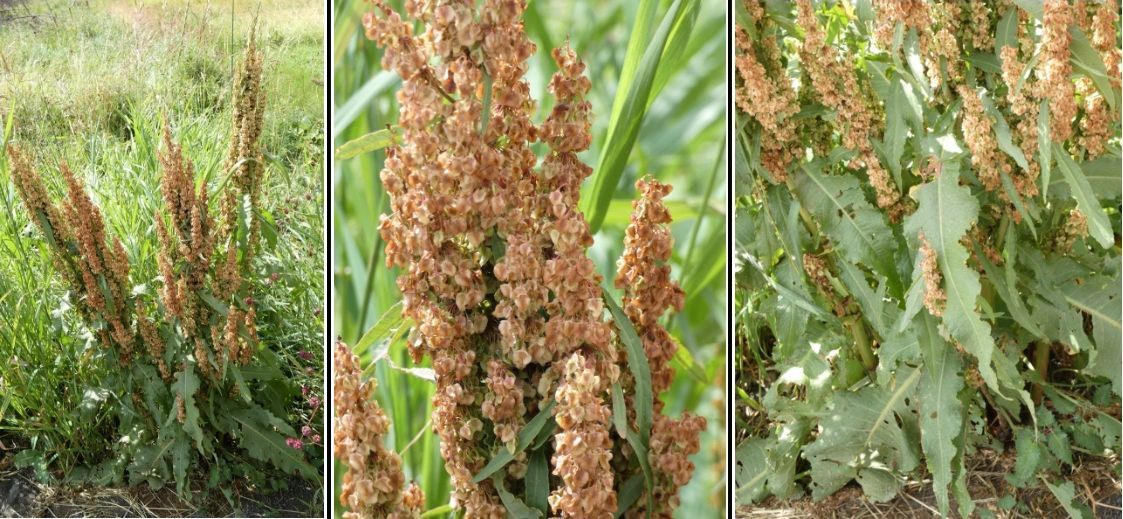 Rumex da id.