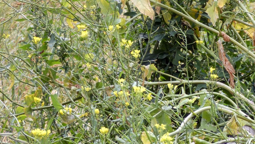 Brassicacea da id