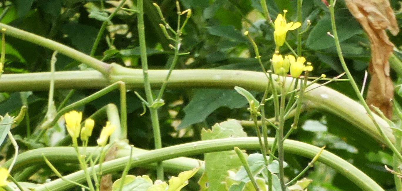 Brassicacea da id