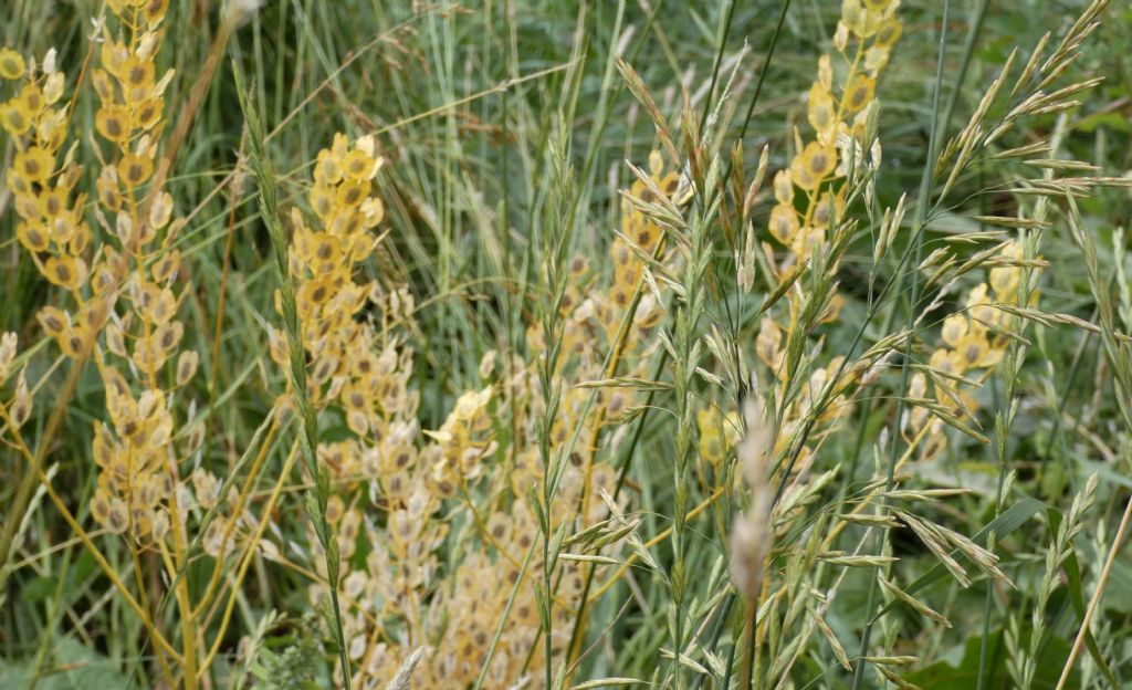 Brassicaceae: Thlaspi arvense