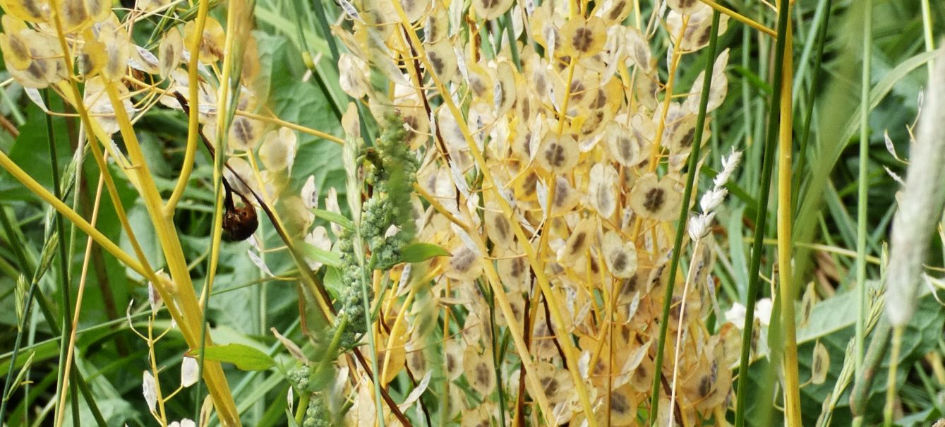 Brassicaceae: Thlaspi arvense