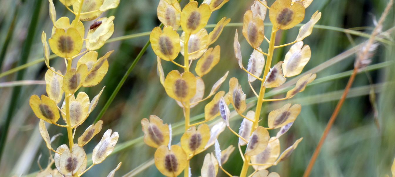 Brassicaceae: Thlaspi arvense