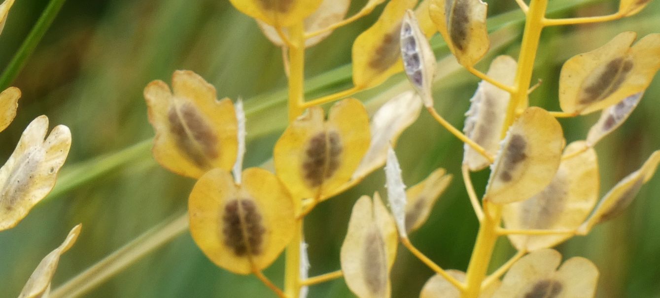 Brassicaceae: Thlaspi arvense