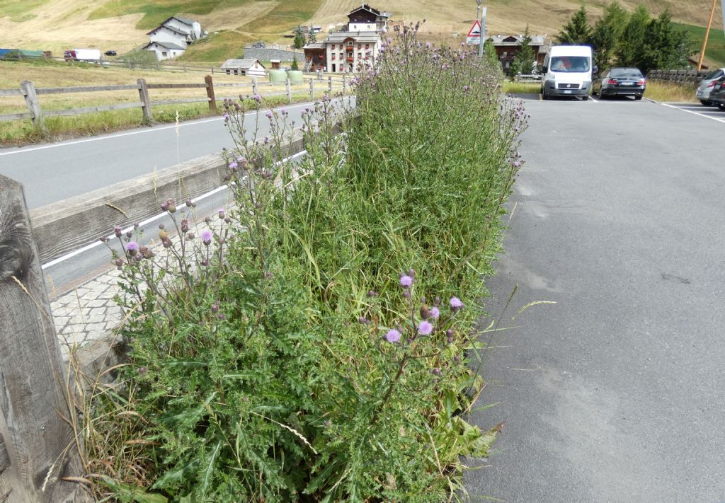 Cirsium?  S, Cirsium arvense