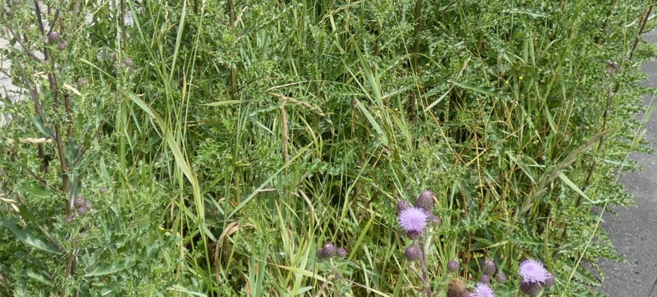 Cirsium?  S, Cirsium arvense