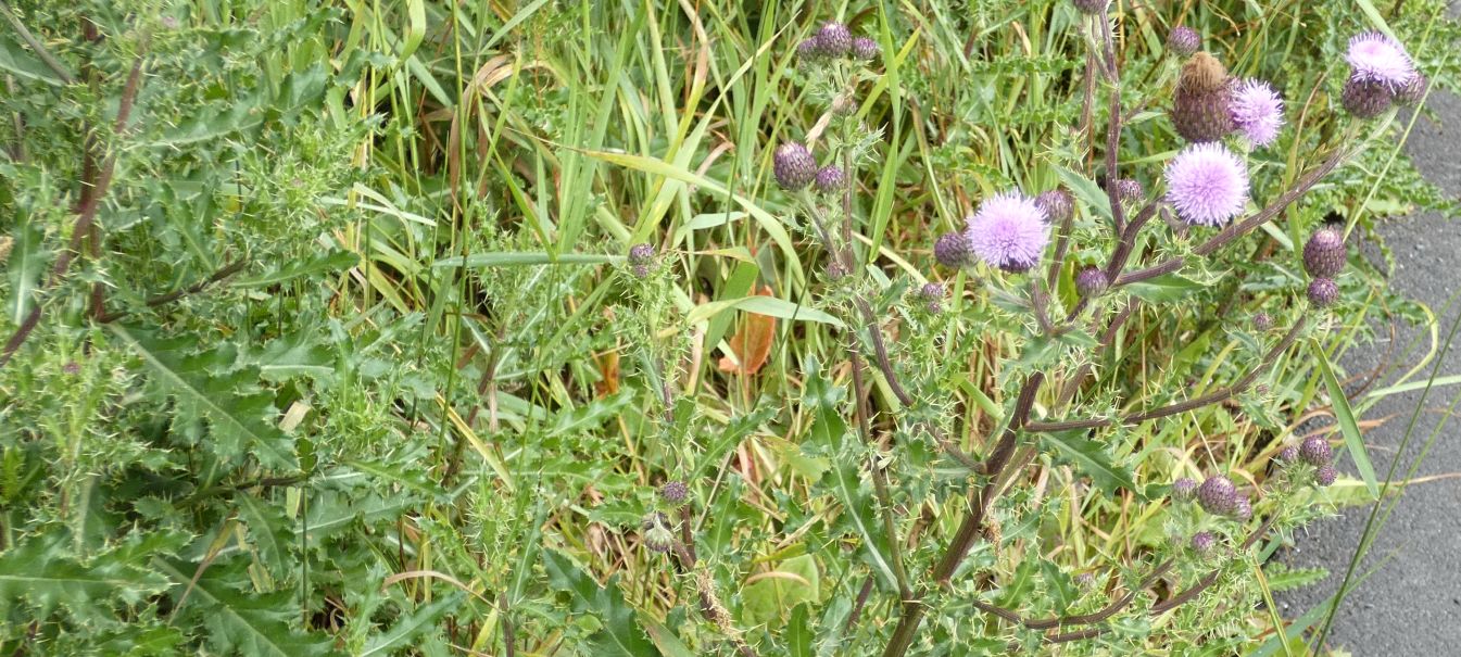 Cirsium?  S, Cirsium arvense