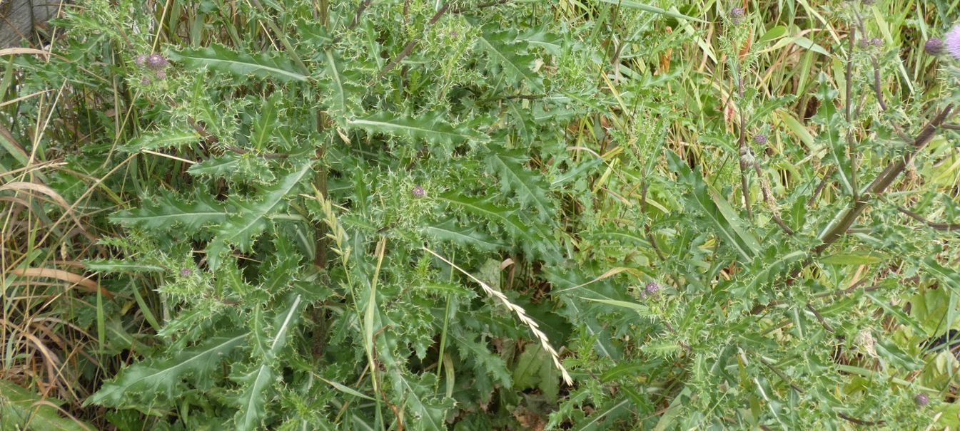 Cirsium?  S, Cirsium arvense