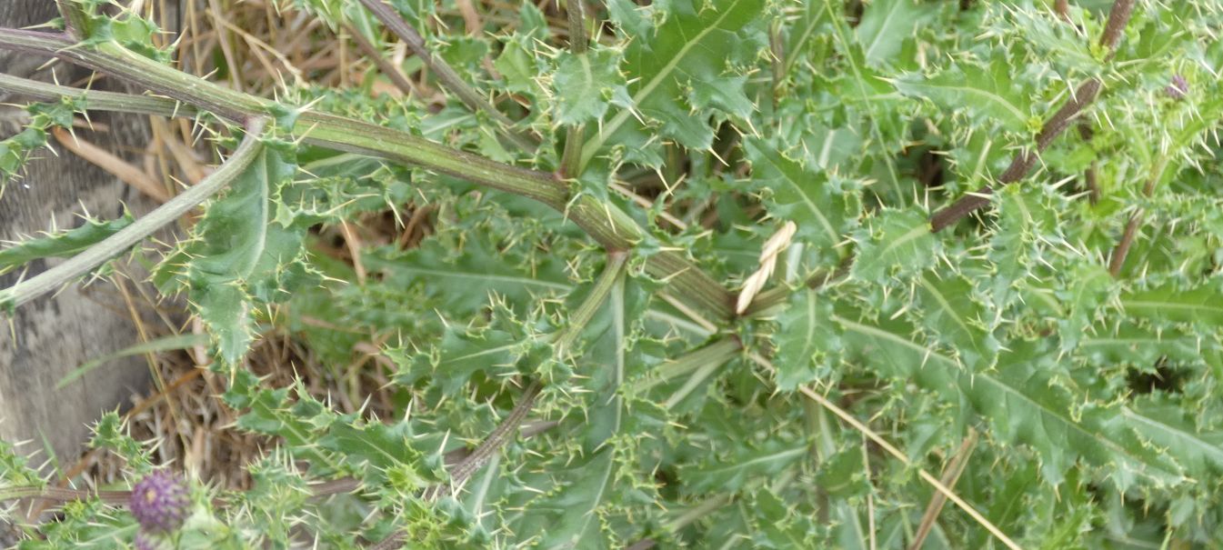 Cirsium?  S, Cirsium arvense