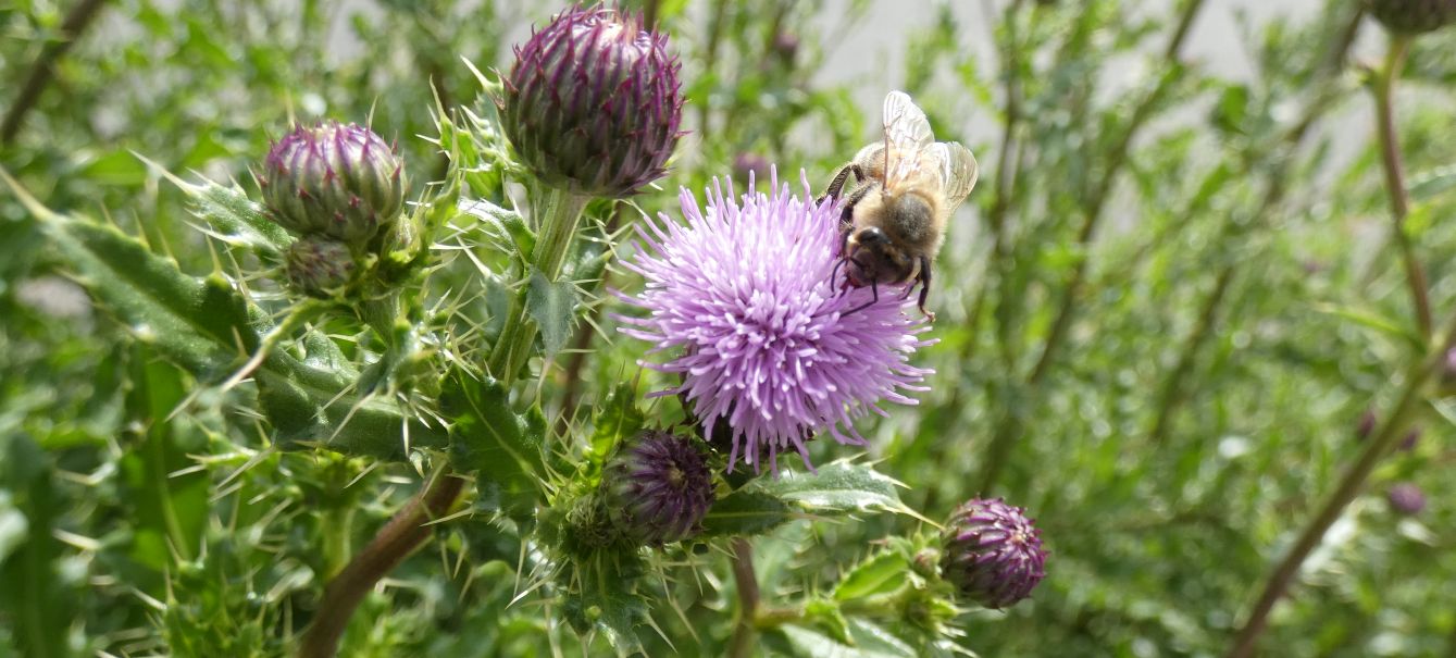 Cirsium?  S, Cirsium arvense