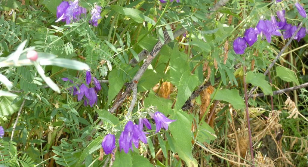 Campanula rapunculoides?  S