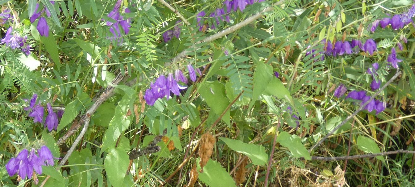 Campanula rapunculoides?  S