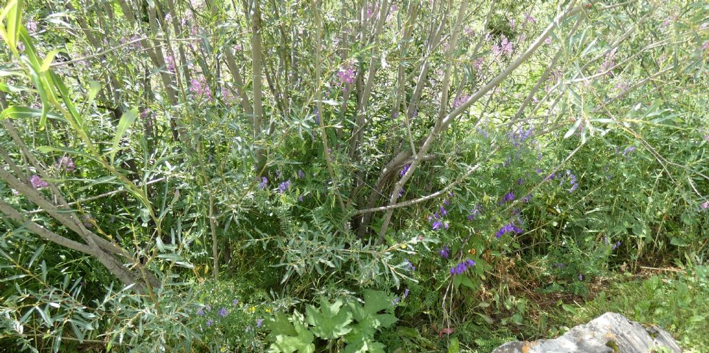 Campanula rapunculoides?  S