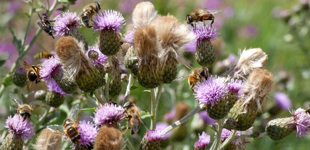 Convegno di Syrphidae (con intruso)