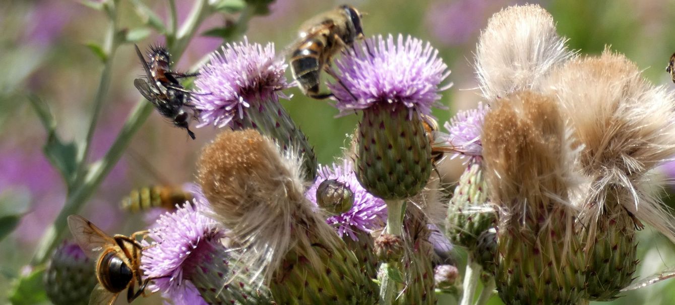 Convegno di Syrphidae (con intruso)