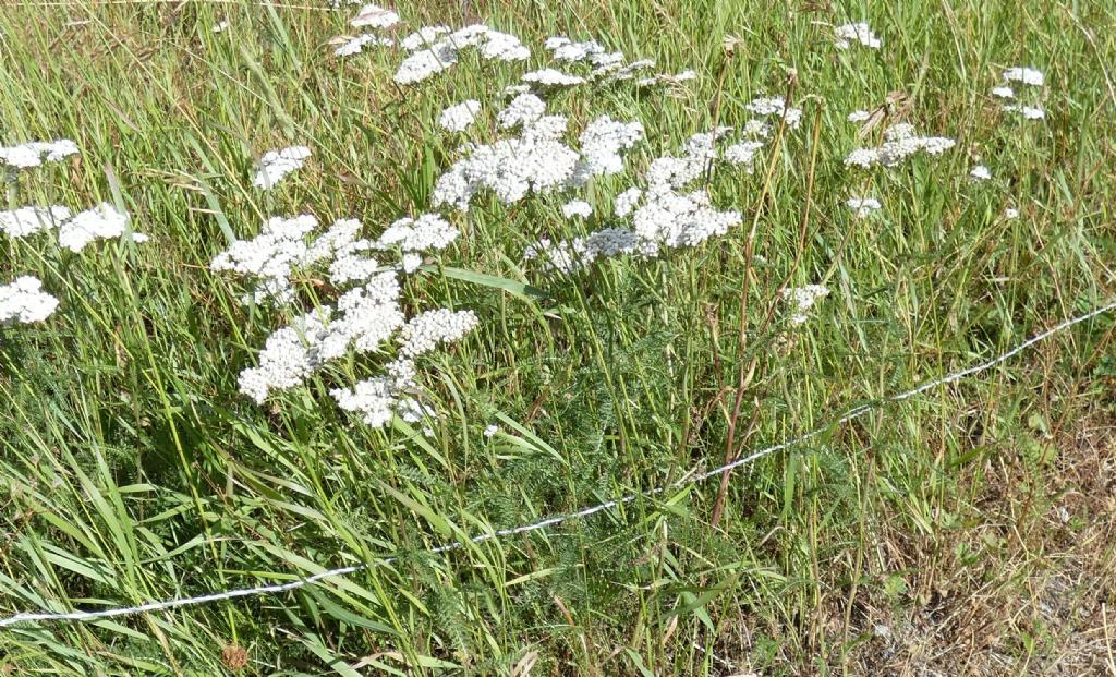 Achillea millefolium ?