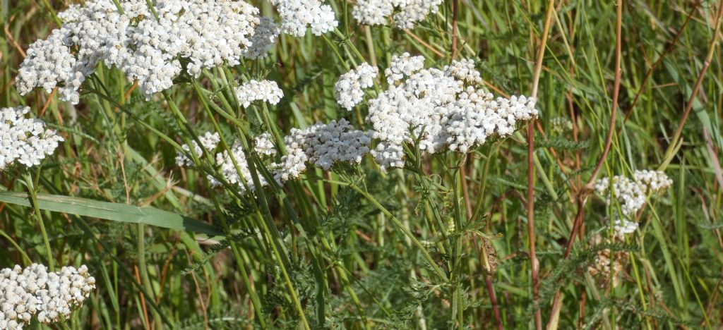 Achillea millefolium ?