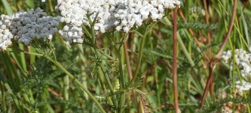 Achillea millefolium ?