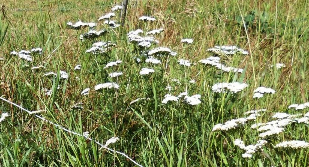 Achillea millefolium ?