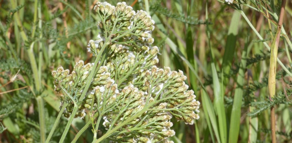 Achillea millefolium ?