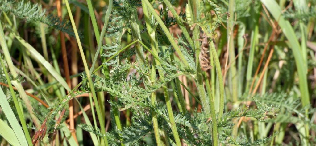 Achillea millefolium ?